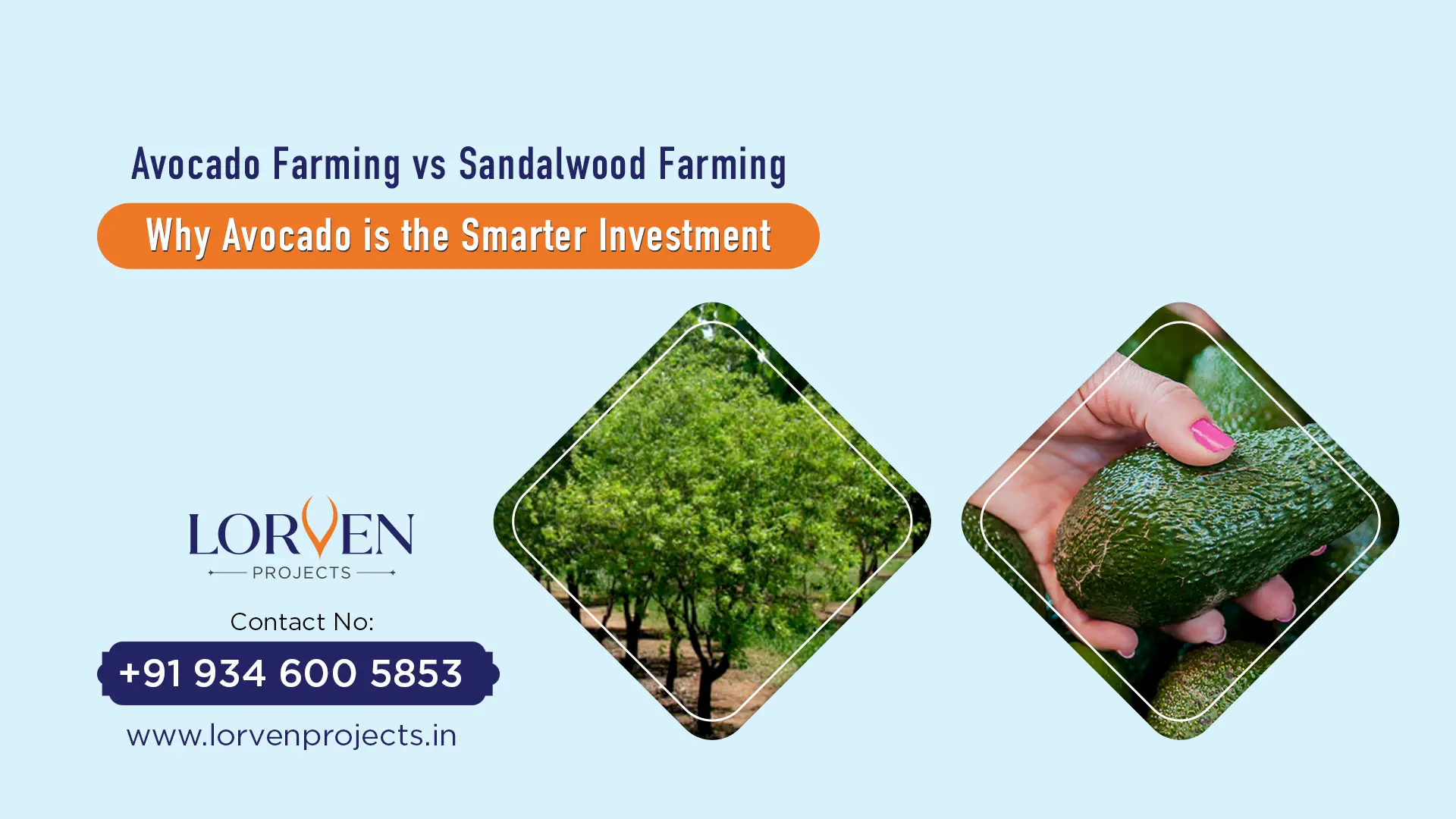 Avocado Farming vs Sandalwood Farming: Why Avocado is the Smarter Investment